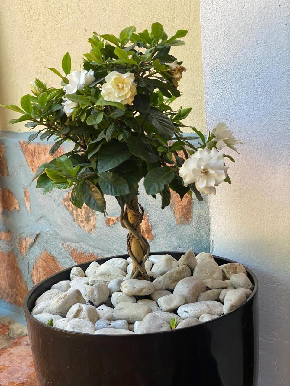 Olive Tree Apartment Саранде Екстериор снимка